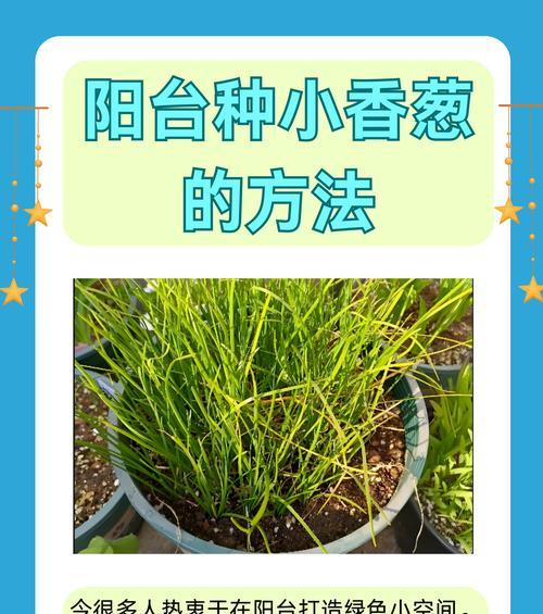 大葱种植的时间和方法（春季适宜种植，密植可增收——详解大葱种植技巧）