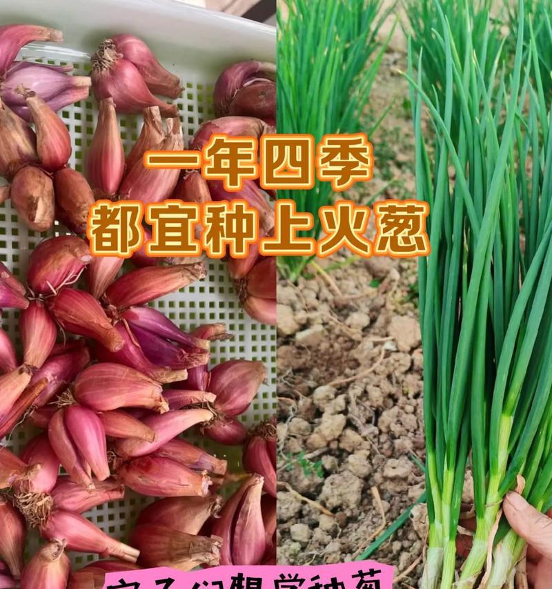 大葱种植的时间和方法（春季适宜种植，密植可增收——详解大葱种植技巧）