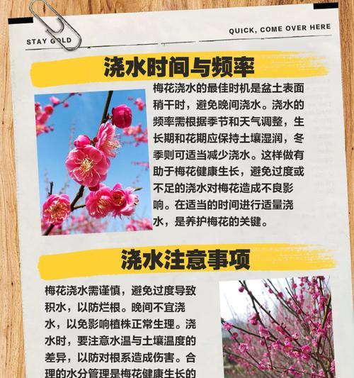 水梅花的养殖方法与养护要点（轻松学会水梅花的养殖）
