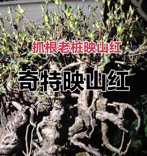 映山红的盆栽与养护方法（打造美丽的室内花园）