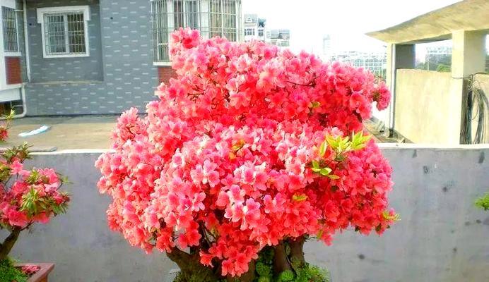 映山红的盆栽与养护方法（打造美丽的室内花园）