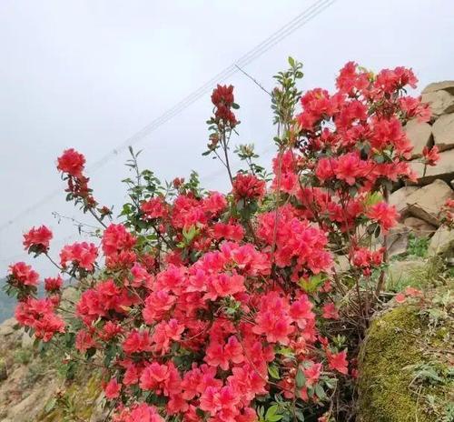映山红的盆栽与养护方法（打造美丽的室内花园）