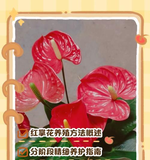 红掌不开花的原因剖析（探究红掌不开花的多方面因素）
