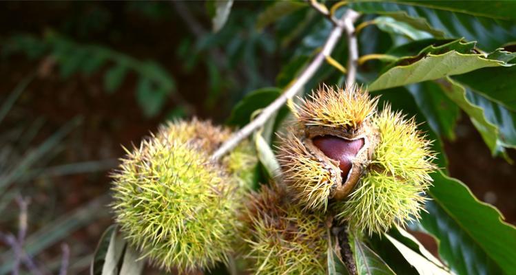 板栗开花结果的季节及特点（了解板栗的季节和生长规律）