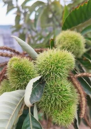 板栗开花结果的季节及特点（了解板栗的季节和生长规律）