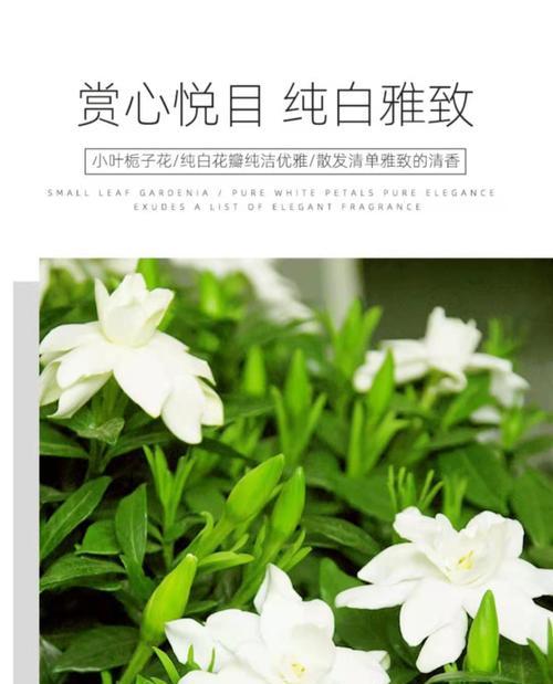 大栀子花的开花特点（一年开花次数与生长环境）