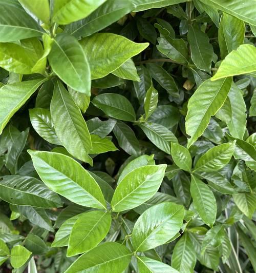 大栀子花的开花特点（一年开花次数与生长环境）