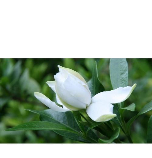 大栀子花的开花特点（一年开花次数与生长环境）