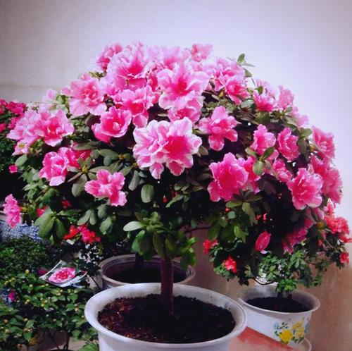 春节花香四溢，寓意吉祥（探究春节香花的寓意与文化内涵）