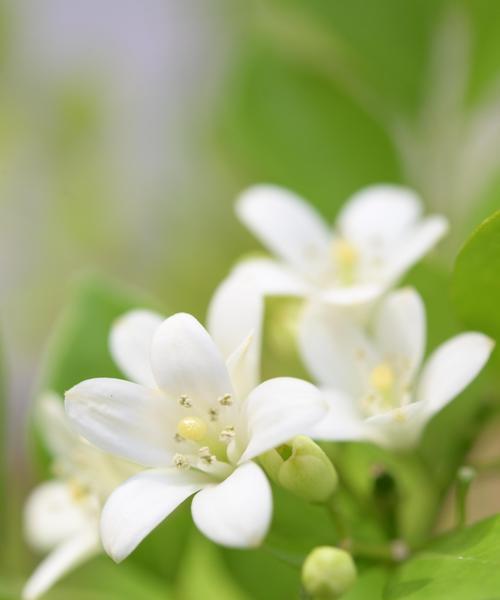 春节花香四溢，寓意吉祥（探究春节香花的寓意与文化内涵）