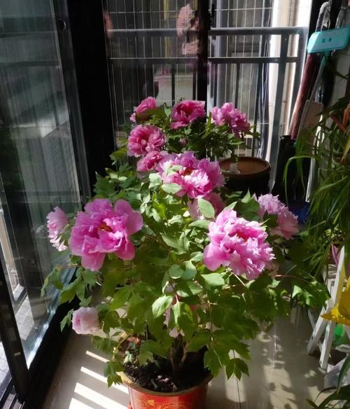 春节花香四溢，寓意吉祥（探究春节香花的寓意与文化内涵）