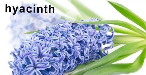 雏菊花的寓意（绽放勇敢坚持的力量）