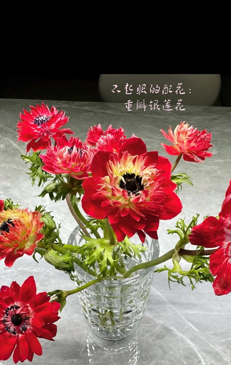 银莲花的花语与意义（以不同颜色银莲花解读不同的情感和心境）