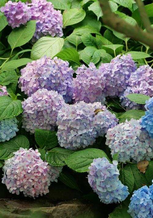 绣球花的寓意与象征意义（探寻绣球花的情感和文化内涵）