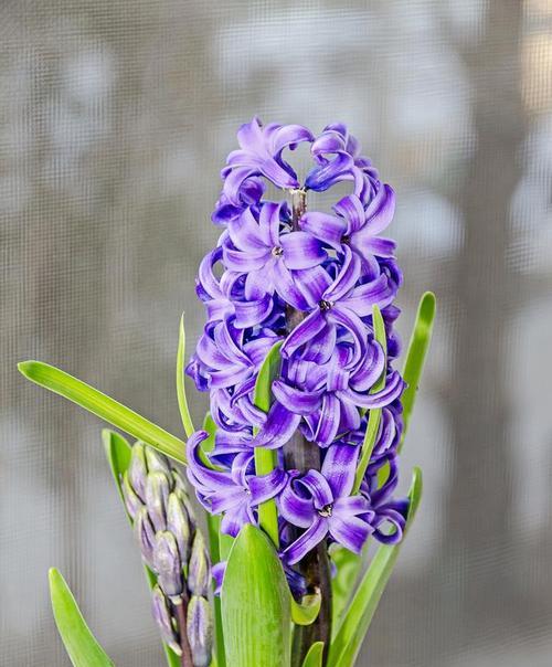 以代表欲望的花——玫瑰花的花语（欲望的化身，玫瑰花的美丽和复杂）