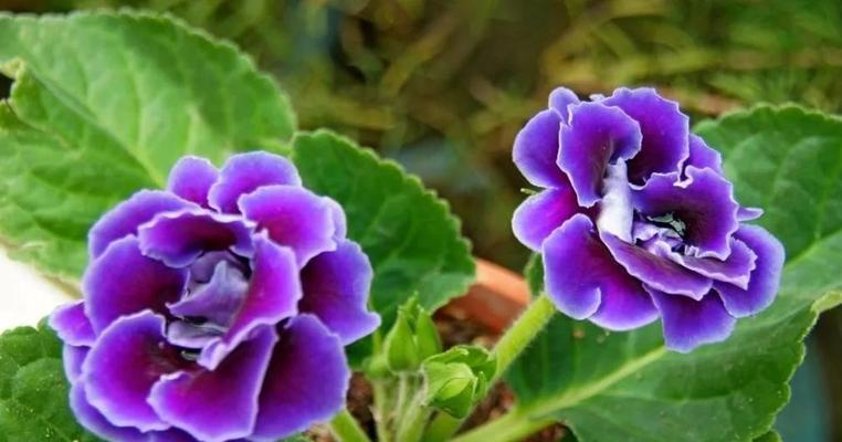 以代表欲望的花——玫瑰花的花语（欲望的化身，玫瑰花的美丽和复杂）