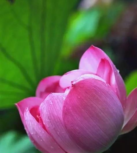 以代表欲望的花——玫瑰花的花语（欲望的化身，玫瑰花的美丽和复杂）