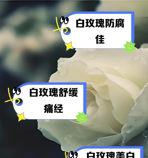 白玫瑰的数量和其含义（用白玫瑰数量解读情感）