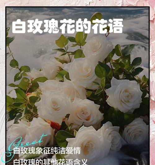 白玫瑰的数量和其含义（用白玫瑰数量解读情感）