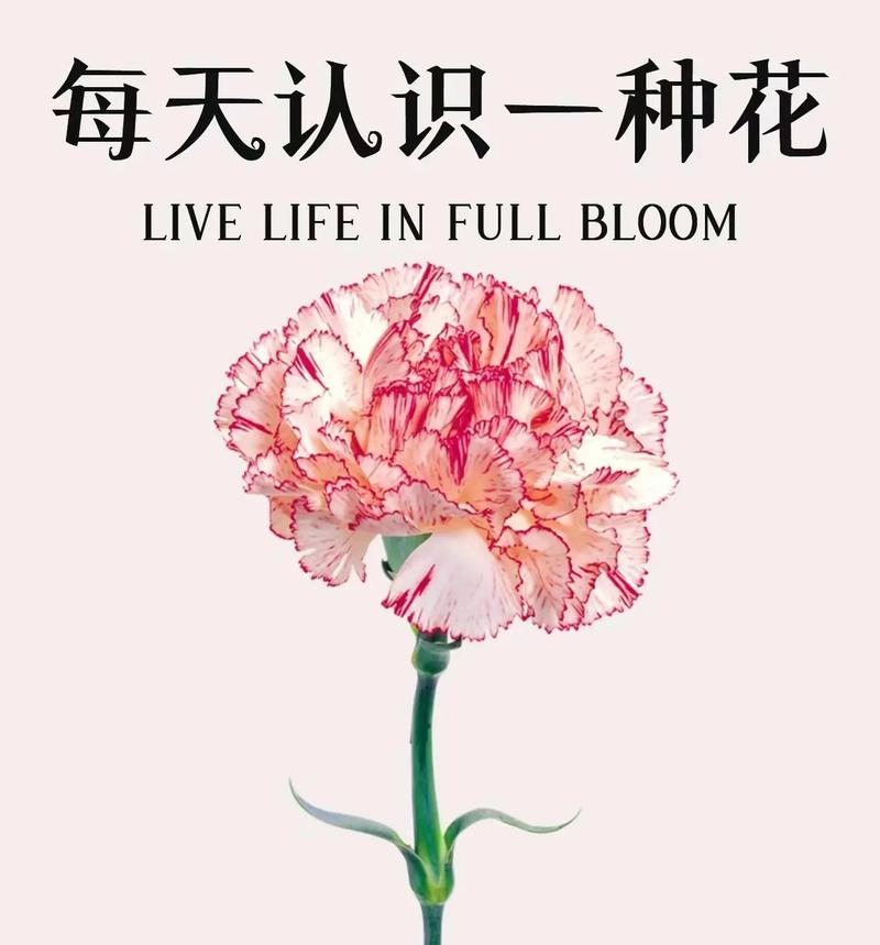 传递爱与祝福——深入解读康乃馨的10支花语（美丽的康乃馨为我们带来的深意与寓意）