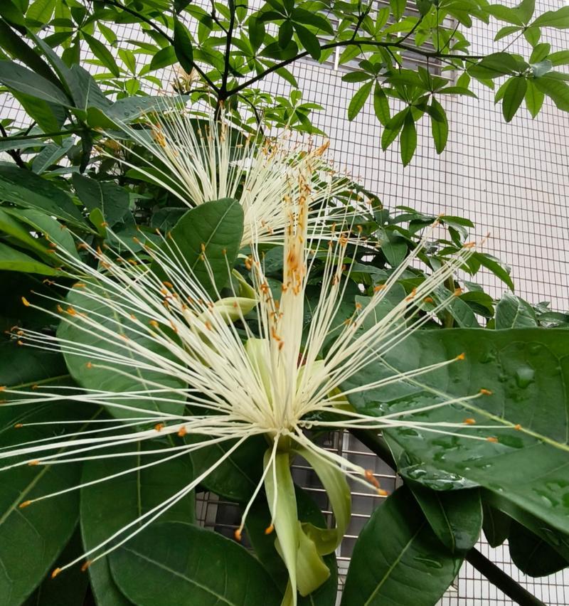 发财树开花的预兆与寓意（探寻发财树开花的奇观，揭秘财富之门）