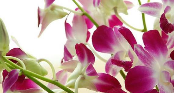 洋兰的花语及其意义（探寻洋兰的花语与寓意，融入生活的美好）