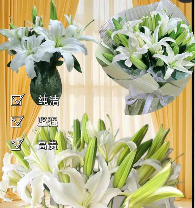 以白兰花的花语为主题的文章（和好是人与人之间最美的和谐）