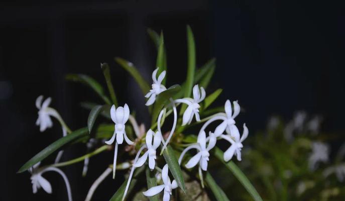以兰花为象征的美好事物（展现纯洁与高雅之美的兰花）