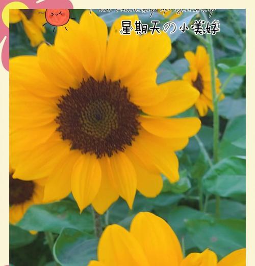向日葵的含义及象征意义（探寻向日葵的多重象征意义）