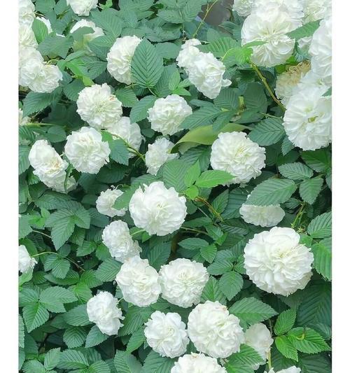 以白玫瑰花为主题的无私花语（花语传递无私之美，展现高尚情操）