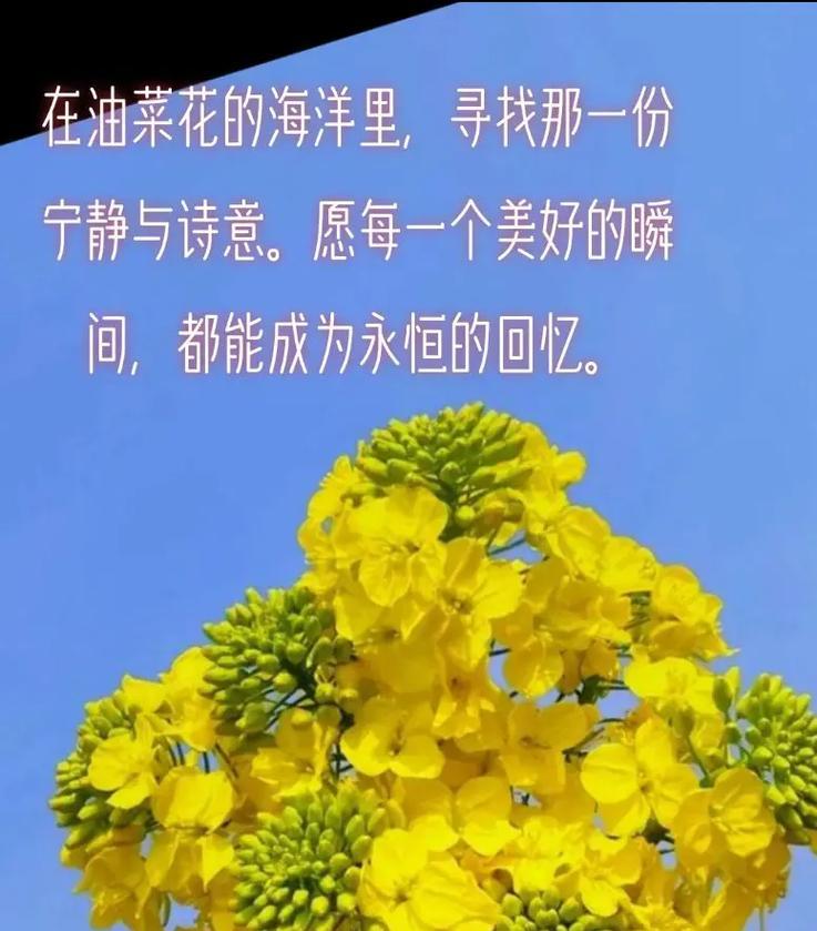 以白玫瑰花为主题的无私花语（花语传递无私之美，展现高尚情操）