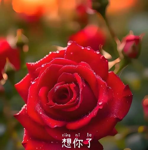 鲜花的语言（让鲜花传递我的思念，一朵花的力量）