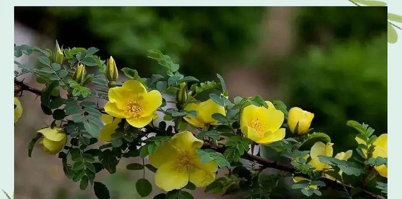 岩蔷薇花语及其深刻意义（揭示岩蔷薇的花语以及其象征意义）