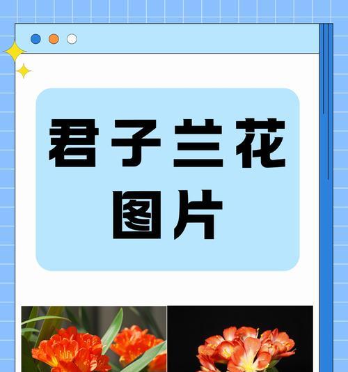 君子兰的花开寓意与人生境遇（君子兰的花开是一种什么样的象征？）