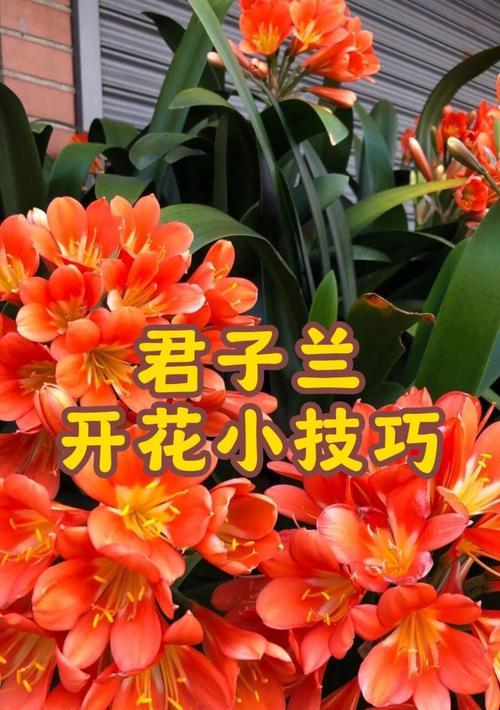 君子兰的花开寓意与人生境遇（君子兰的花开是一种什么样的象征？）