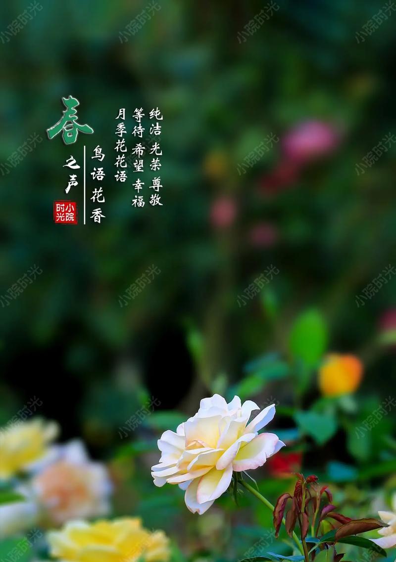 以什么花代表尊重——花语中的尊重之美（探索花卉文化中蕴含的尊重理念）