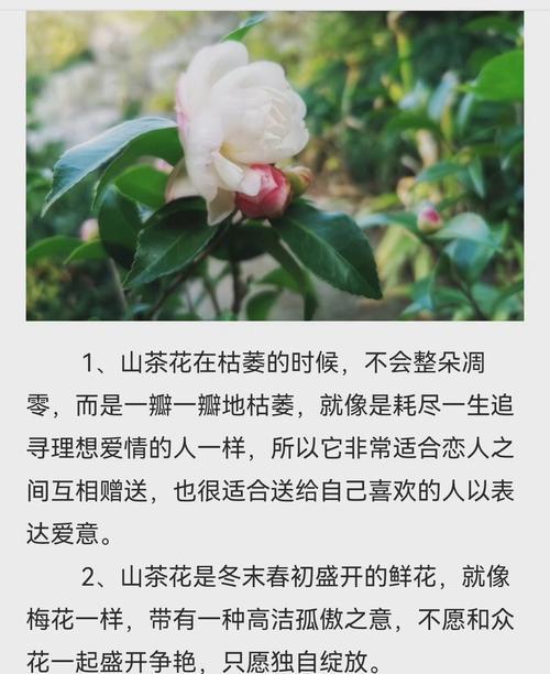向你道歉的花语——以郁金香为主题的文章（以美丽的花朵传递我深深的歉意，向你道歉！）