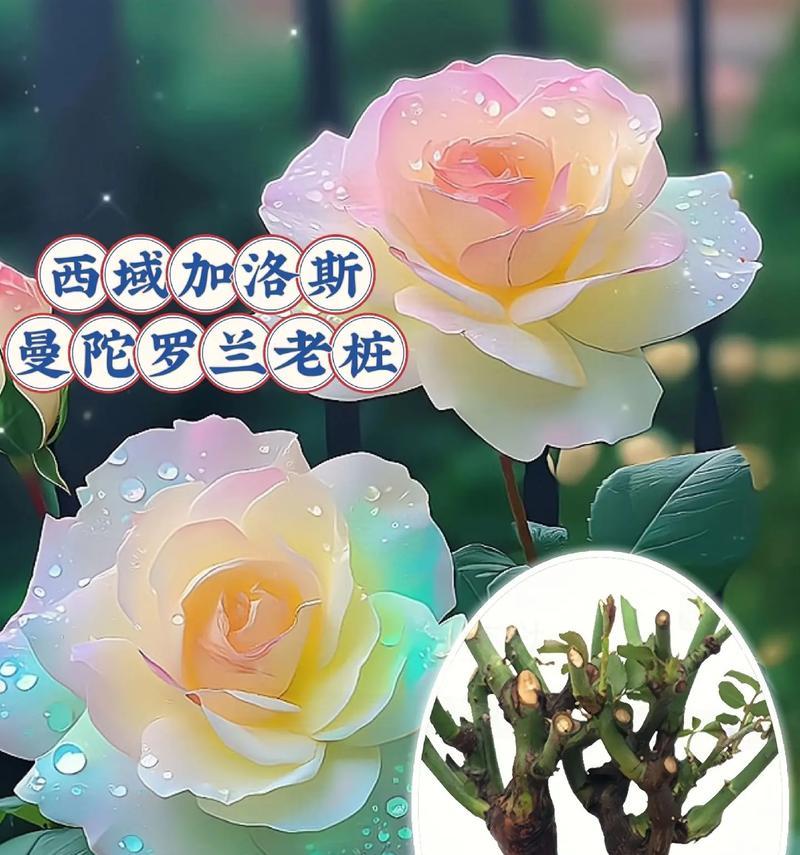 曼陀罗花的神秘花语（揭开曼陀罗花的花语传说）