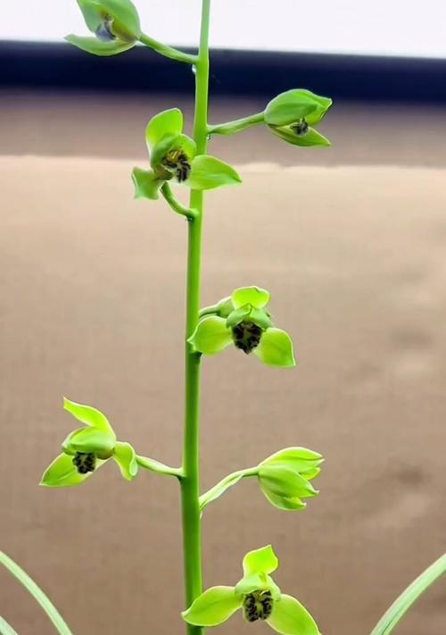 慧兰花——明智与坚韧的象征（洞悉人生的智慧之花）