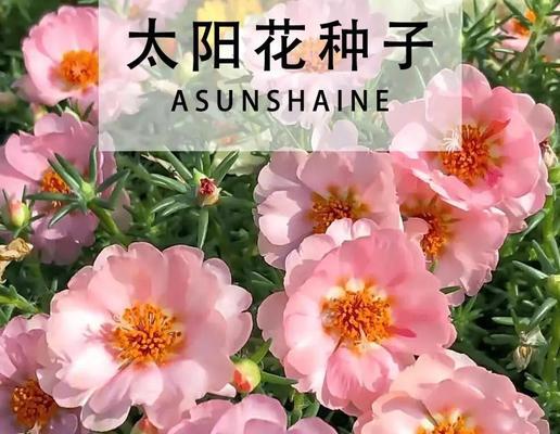 以太阳花的花语——向阳与希望（追寻太阳的光芒，展现生命的勇气与坚韧）