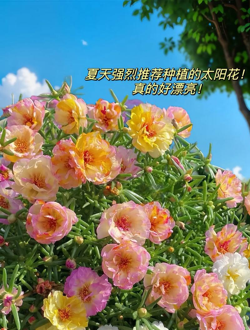 以太阳花的花语——向阳与希望（追寻太阳的光芒，展现生命的勇气与坚韧）