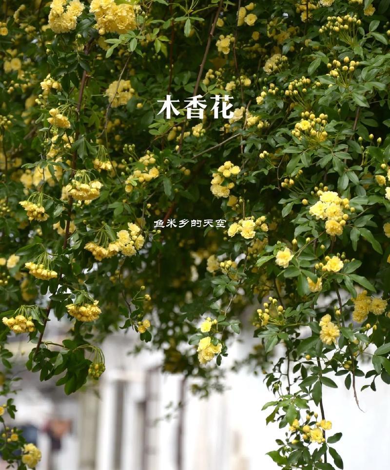 花语传说（揭秘花的心语，探寻花的传说）