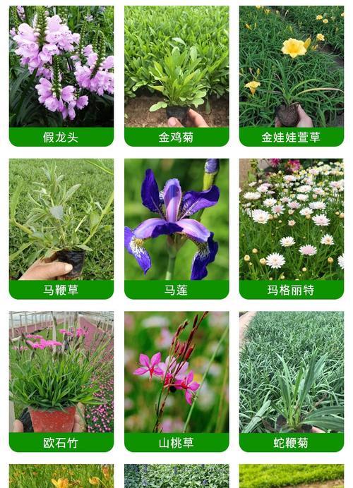 八宝景天花语（传承千年的瑰宝，蕴藏着深远的文化内涵）
