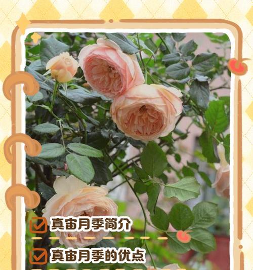 月季HT（揭秘月季HT的意义与应用领域）