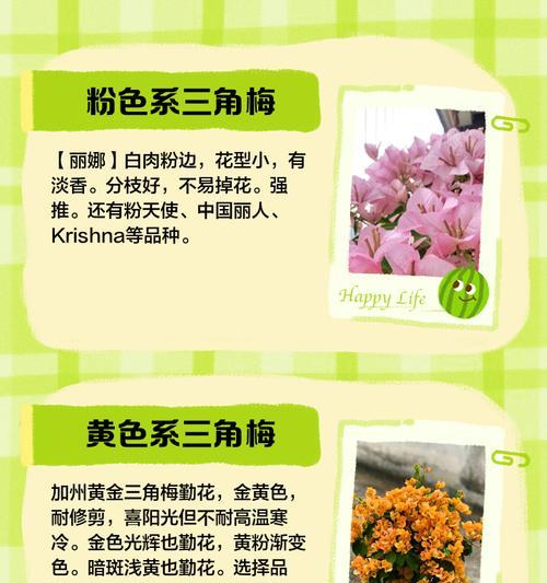 三角梅花语（探索三角梅花语的深刻意义及其应用领域）