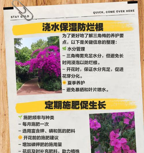 三角梅花语（探索三角梅花语的深刻意义及其应用领域）