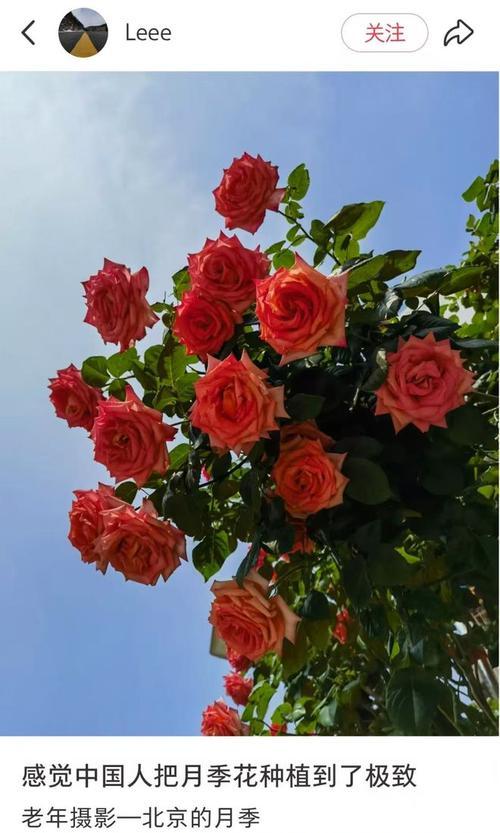 月季花语的意义与传承（探寻月季花花语的由来与表达方式）