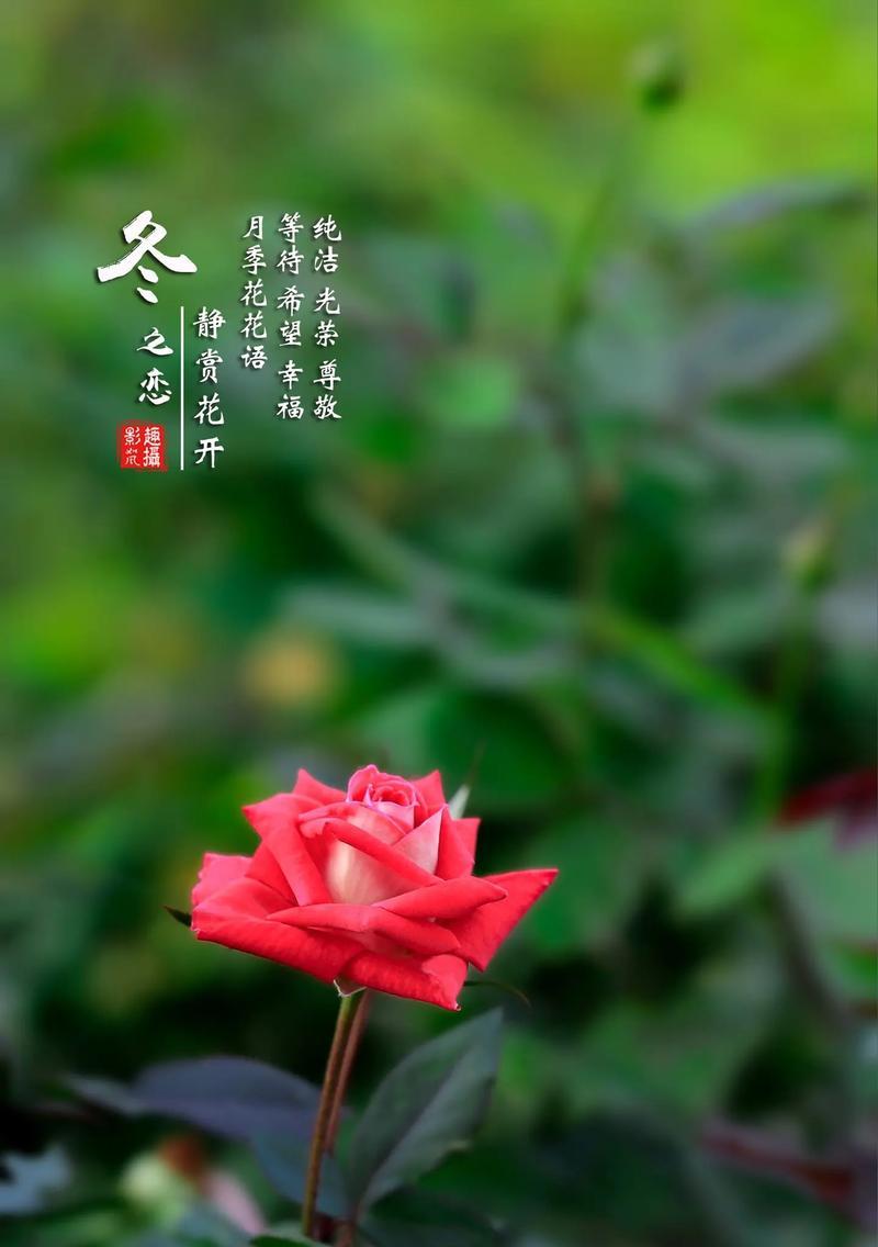 月季花语的意义与传承（探寻月季花花语的由来与表达方式）
