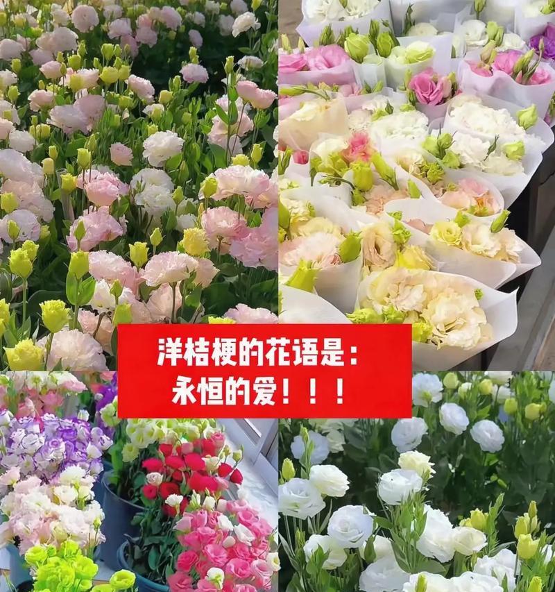 追寻财富之花（通过花语了解财富的象征——富贵花的秘密）