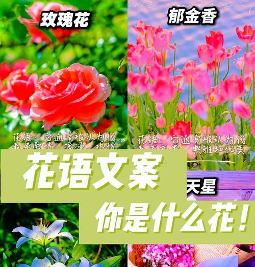 离别的爱情（百合花与离别的爱情，悲伤与希望的交织）